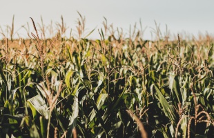 Nagy István: a kihívások ellenére eredményes volt az idei aszály elleni védekezés