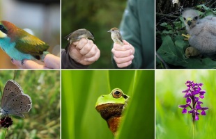 Madárfigyelő verseny - Bárki részt vehet benne