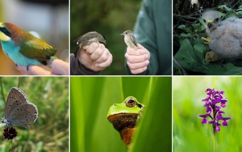 Madárfigyelő verseny - Bárki részt vehet benne
