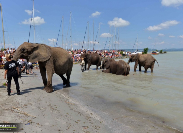 Elefántok a Balatonban