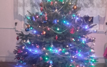 Megtaláltuk a legszebb karácsonyfát!