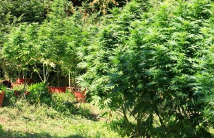 78 tő kannabisszal bukott le a kaposvári férfi