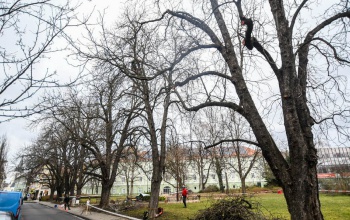 Az egészséges fákat ápolják, a veszélyesket kivágják