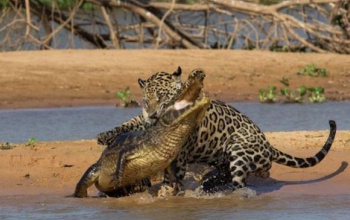 Így vadássza le a krokodilt a jaguár