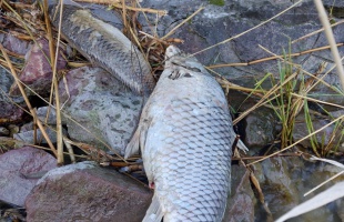 Ne lepődjön meg, ha a Balaton partján haltetemeket lát