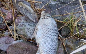 Ne lepődjön meg, ha a Balaton partján haltetemeket lát