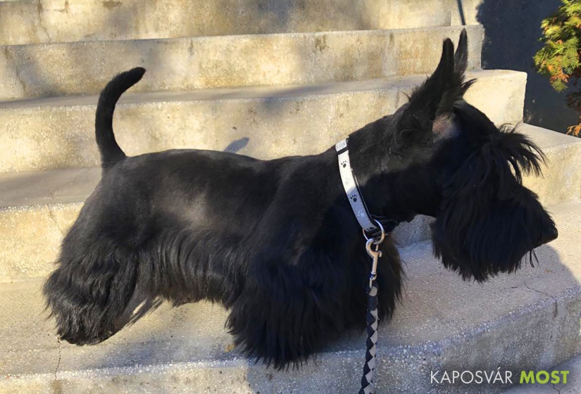 Arthur a cuki örökmozgó skót terrier a Rádió Most hírcsapatában tüsténkedik