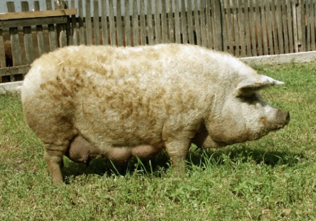 Két vállalkozó