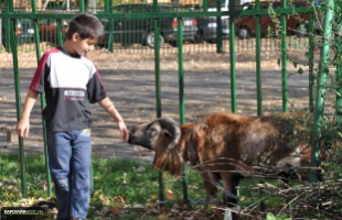 Lósimogatás a Sávház árnyékában