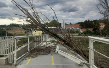 Rádőlt egy fa az Esterházy hídra - fotók