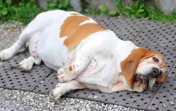 Miért baj, ha túlsúlyos a kiskutyánk?