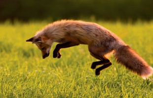 Mégis marad a Natgeo és a Fox a Telekomnál