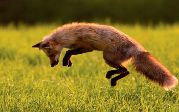 Mégis marad a Natgeo és a Fox a Telekomnál