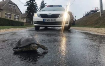 Úttestre tévedt teknőst mentettek a rendőrök Lengyeltótiban