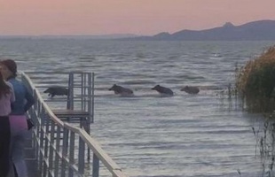 Vaddisznók mártóztak meg a Balatonban - FOTÓ