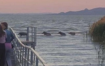 Vaddisznók mártóztak meg a Balatonban - FOTÓ