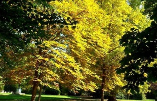 Sárguló levelek a Berzsenyi parkban