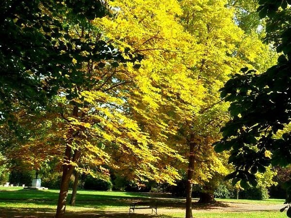 Sárguló levelek a Berzsenyi parkban