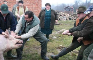 Nyársdugás Somogyban: a disznóölő valagán, nyiljon ki a tulipán!