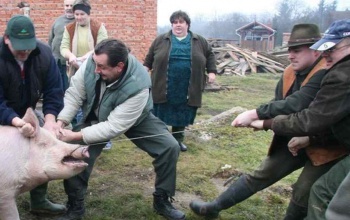 Nyársdugás Somogyban: a disznóölő valagán, nyiljon ki a tulipán!