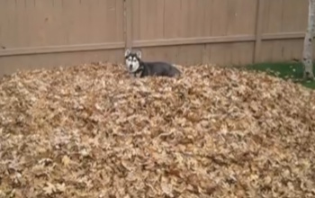Vicces huskyt rejt a levélkupac