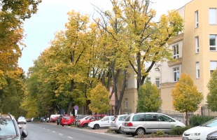 Folytatódik a Németh István fasor felújítása – forgalmi változásokra kell készülni
