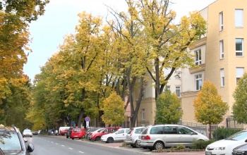 Folytatódik a Németh István fasor felújítása – forgalmi változásokra kell készülni