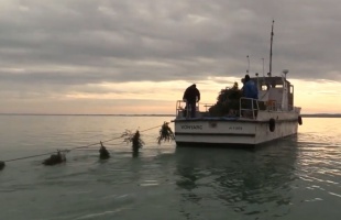 Süllőfészkeket raktak ki a Balatonba