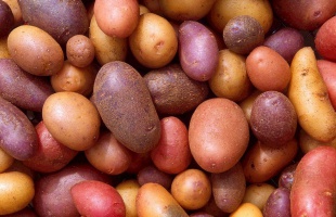 Fertőzött vetőburgonyát találtak Somogy megyében