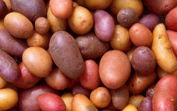 Fertőzött vetőburgonyát találtak Somogy megyében