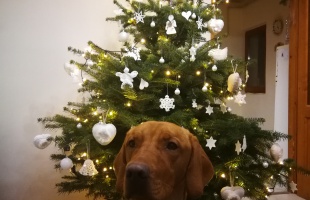 Kata és Dani karácsonyfája