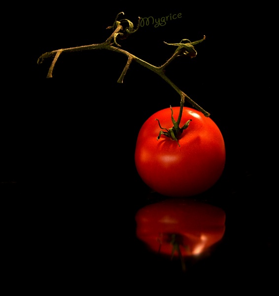paradicsom
