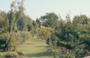 Varázslatos arborétum rejtőzik Kaposfüreden