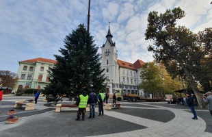 Megérkezett Kaposvár karácsonyfája – fotók