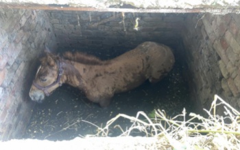 Csikót mentettek Gyugyon