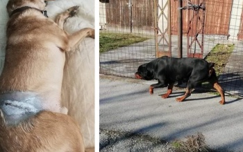 Egy ötvenkilós rottweiler terrorizálja a járókelőket a Füredi út környékén