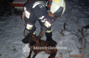 Kútba esett kutyát mentettek a tűzoltók