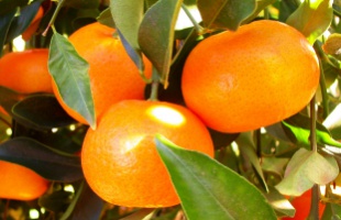 A jótékony mandarin - a csodagyümölcs 5 pozitív hatása