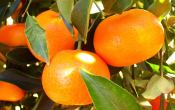 A jótékony mandarin - a csodagyümölcs 5 pozitív hatása