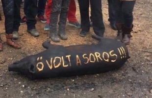 Disznó viccek