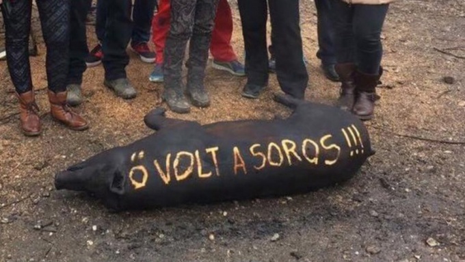 Disznó viccek
