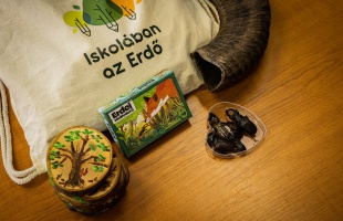 Ismét lehet pályázni az Iskolában az Erdő Program újabb ütemére