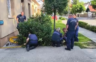 Kacsacsaládot mentettek a tűzoltók