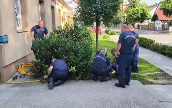 Kacsacsaládot mentettek a tűzoltók