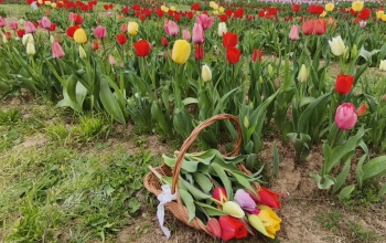 Virágba borult az igali Tulipánkert