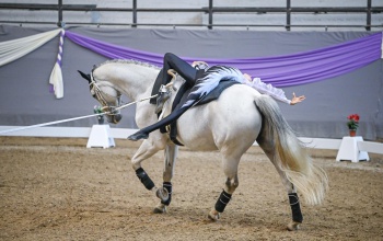 Lovastorna Országos bajnokságot rendeznek a Pannon Lovasakadémián