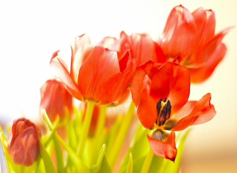 tulipán