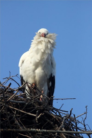 gólya