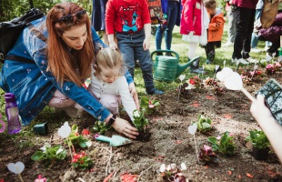 Újra lesz anyák napi virágültetés Kaposváron