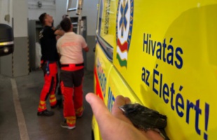 Kirepültek: fecskefiókákról is gondoskodtak a Kaposvári Mentőállomás dolgozói